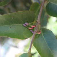 Macrosolen parasiticus (L.) Danser